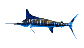 Redfish