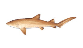 Snapper