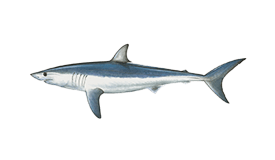 Tarpon
