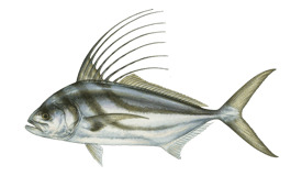 Trout