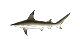Tuna
